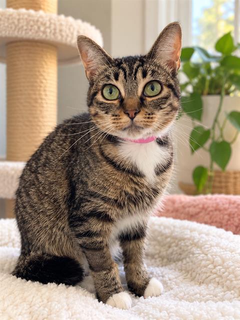Rumi, Domestic Short Hair (medium coat)