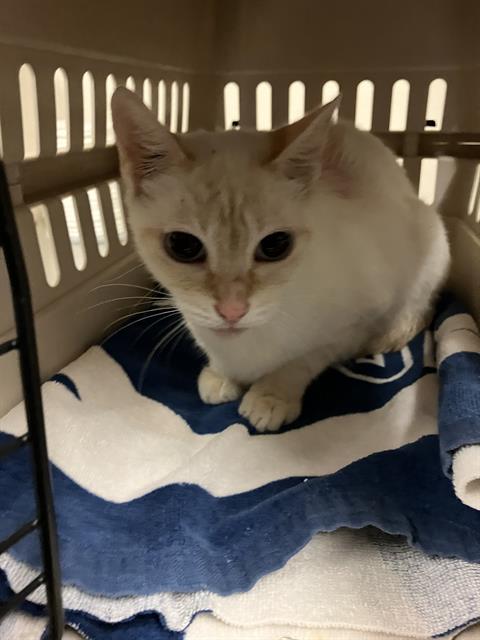*ALPINE, a cat for adoption from Long Beach Animal Care Services