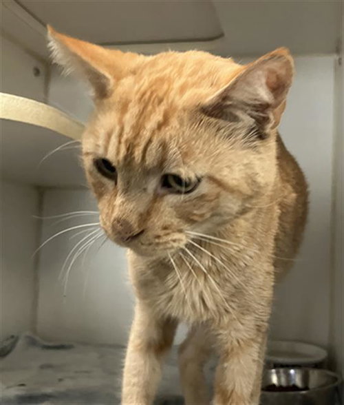 *FREDDY, a cat for adoption from Long Beach Animal Care Services