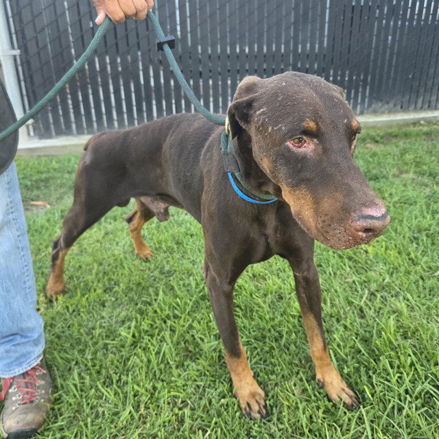 *Simba, Doberman Pinscher