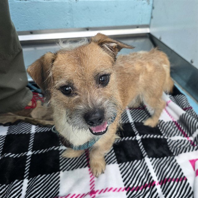*Tater Tot, Terrier