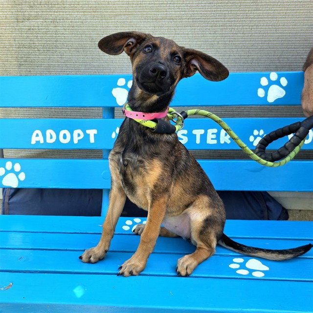*Pony, German Shepherd Dog