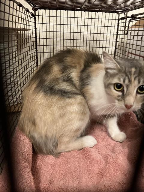 *Obera, Domestic Medium Hair