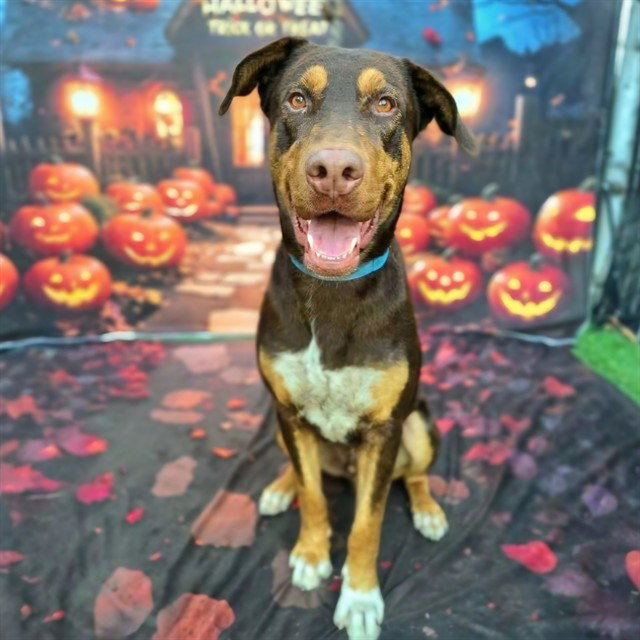 Mufasa, Doberman Pinscher