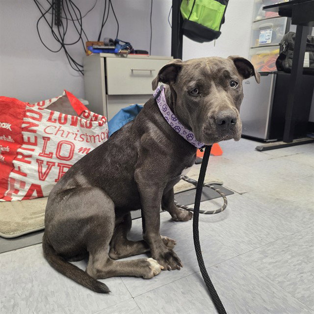 *Shoshana, Pit Bull Terrier