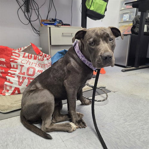 *SHOSHANA, a dog for adoption from Long Beach Animal Care Services
