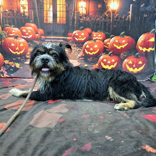 *GASTON, a dog for adoption from Long Beach Animal Care Services
