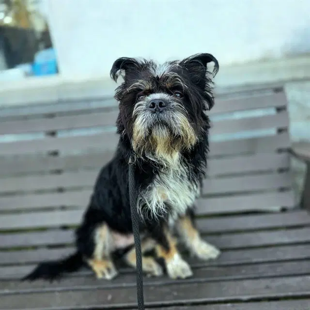 Gaston - Havanese