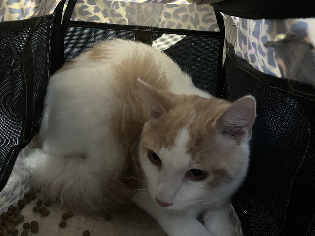 Momo, Domestic Short Hair