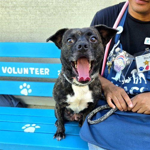 *GUMBALINA, a dog for adoption from Long Beach Animal Care Services