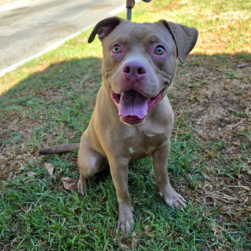 *RUKUS, a dog for adoption from Long Beach Animal Care Services