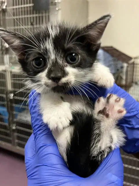 Pop Tart - Domestic Short Hair
