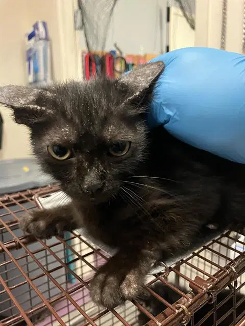 Max - Domestic Short Hair