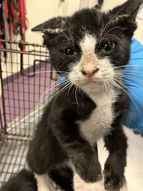 Alex - Domestic Short Hair