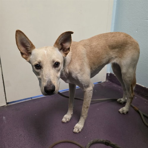 *HACIENDA, a dog for adoption from Long Beach Animal Care Services