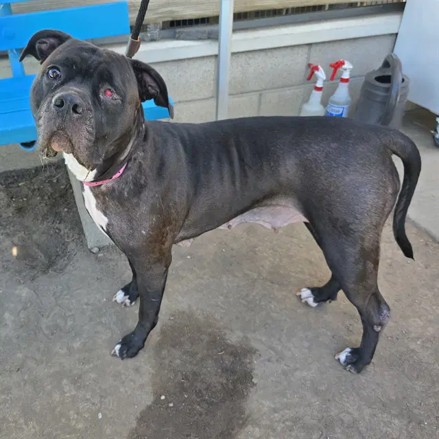 Harley - Pit Bull Terrier