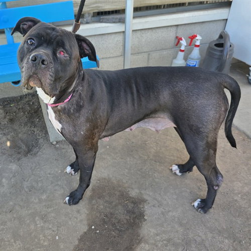 HARLEY, a dog for adoption from Long Beach Animal Care Services