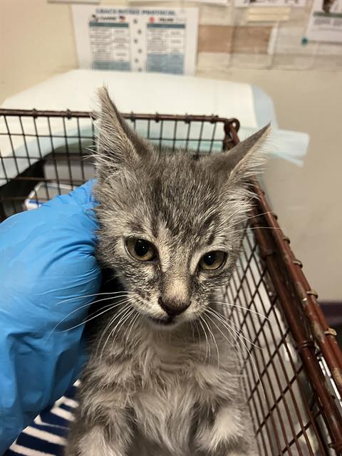*SKY, a cat for adoption from Long Beach Animal Care Services