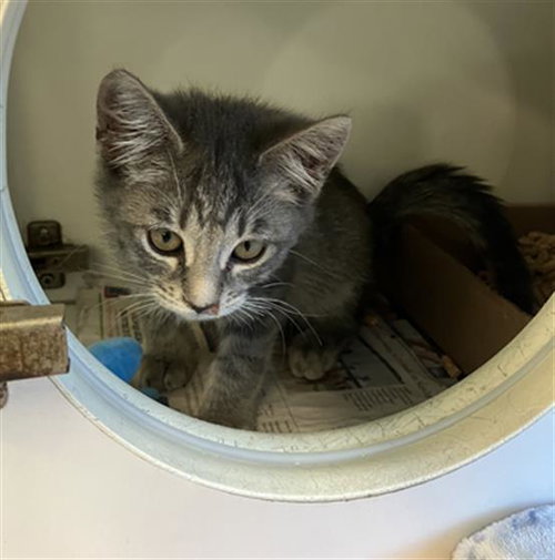 Sky, Domestic Short Hair (medium coat)