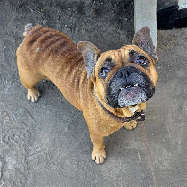 Sharlamaine - French Bulldog