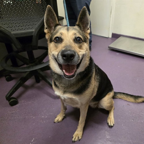 *JACKIE BOO, a dog for adoption from Long Beach Animal Care Services