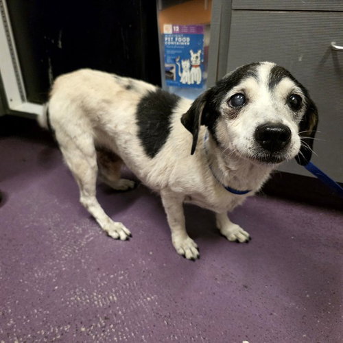 *MR. ROSHI, a dog for adoption from Long Beach Animal Care Services