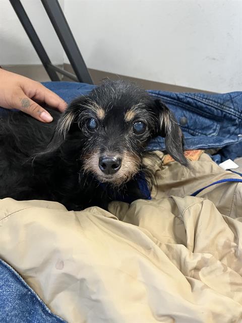*DOROTHY, a dog for adoption from Long Beach Animal Care Services