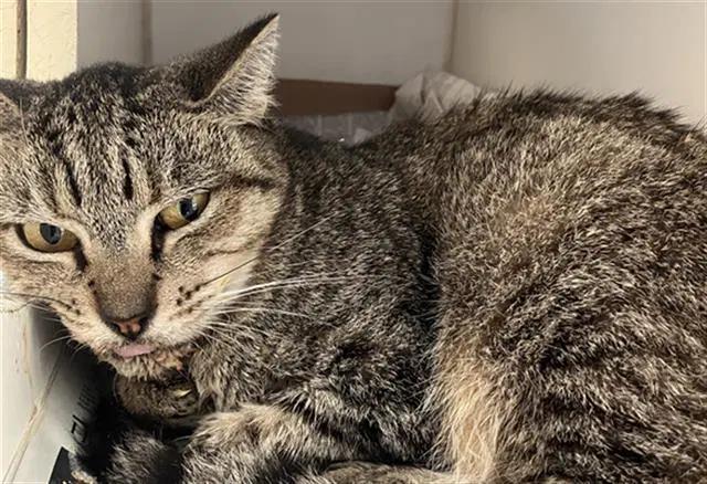 Cherry - Domestic Short Hair