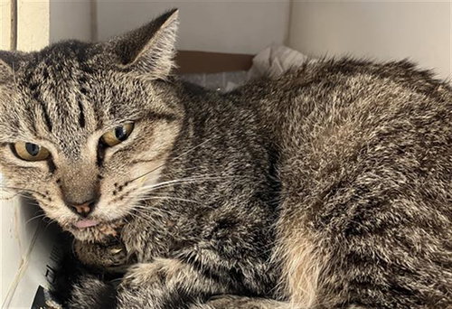 *CHERRY, a cat for adoption from Long Beach Animal Care Services