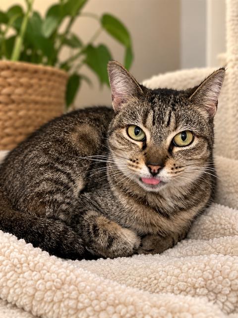 Cherry, Domestic Short Hair (medium coat)