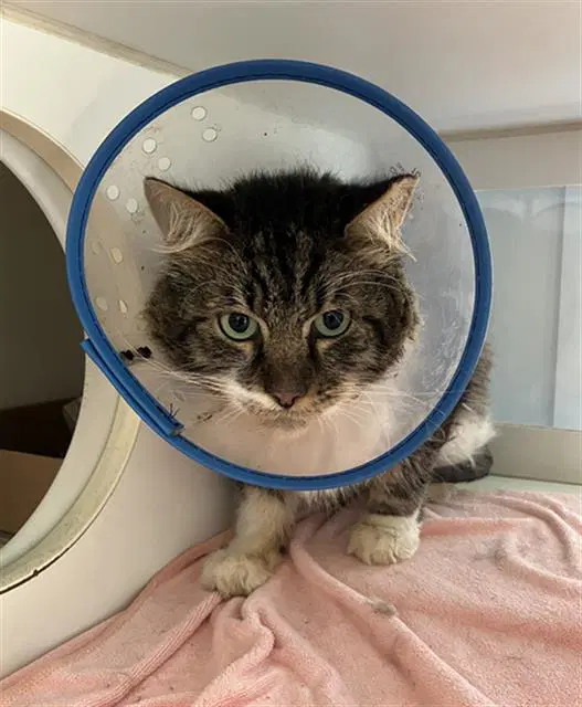 Bellingham - Domestic Short Hair