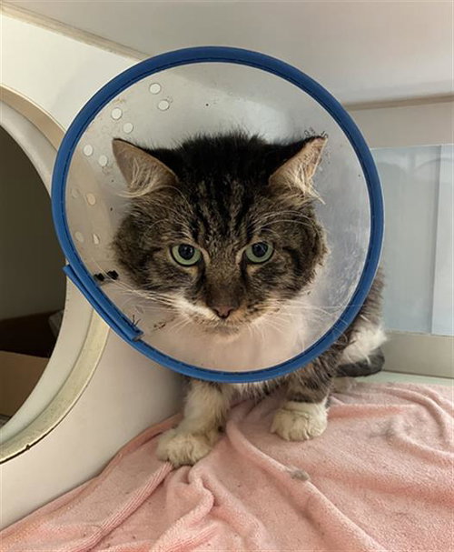 *BELLINGHAM, a cat for adoption from Long Beach Animal Care Services