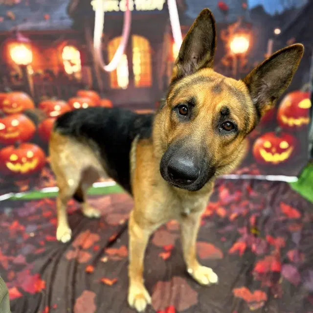 Octavius - German Shepherd Dog