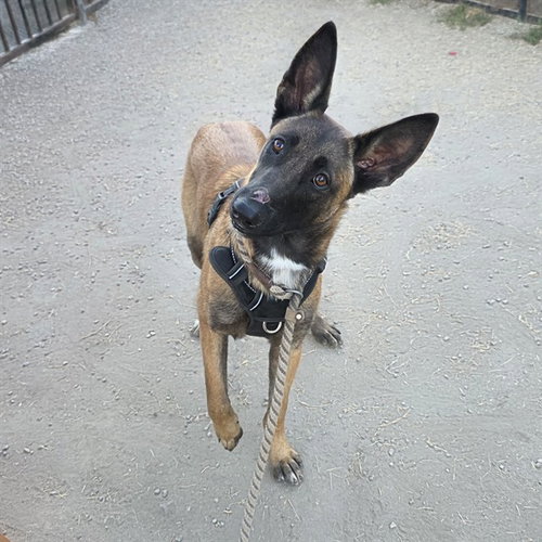 Scarlet, Belgian Shepherd Malinois (medium coat)