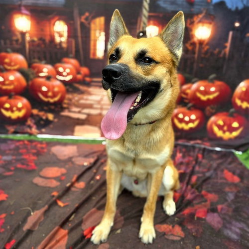 *HIGHTOWER, a dog for adoption from Long Beach Animal Care Services