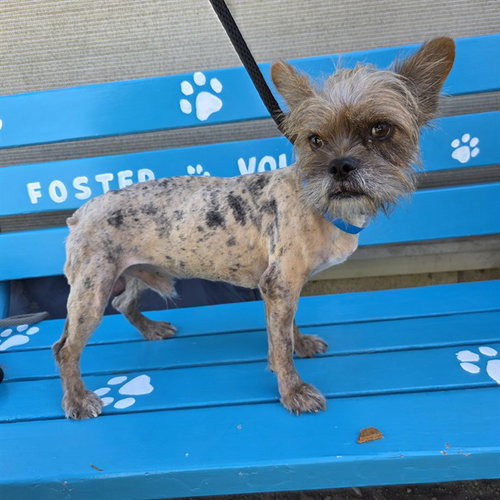 Pork Rind, Terrier / Yorkshire Terrier Yorkie / Mixed (medium coat)