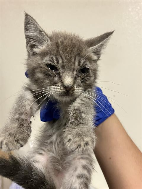 Feliz, Domestic Short Hair (medium coat)