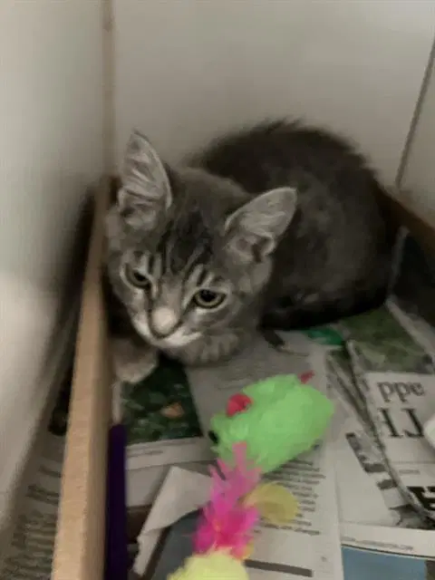 Feliz - Domestic Short Hair