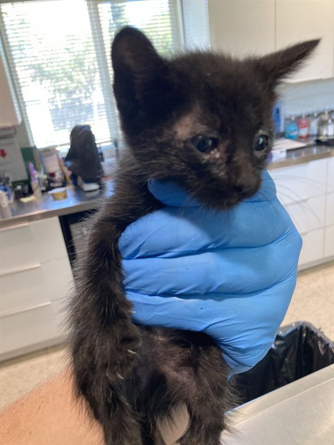 Jasper, Domestic Short Hair (medium coat)