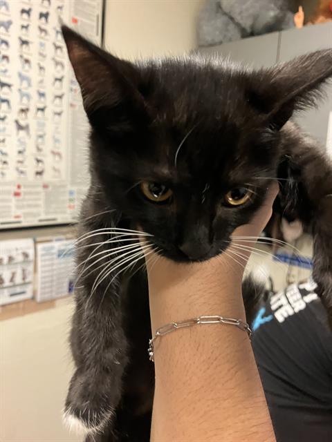 Frida, Domestic Short Hair (medium coat)