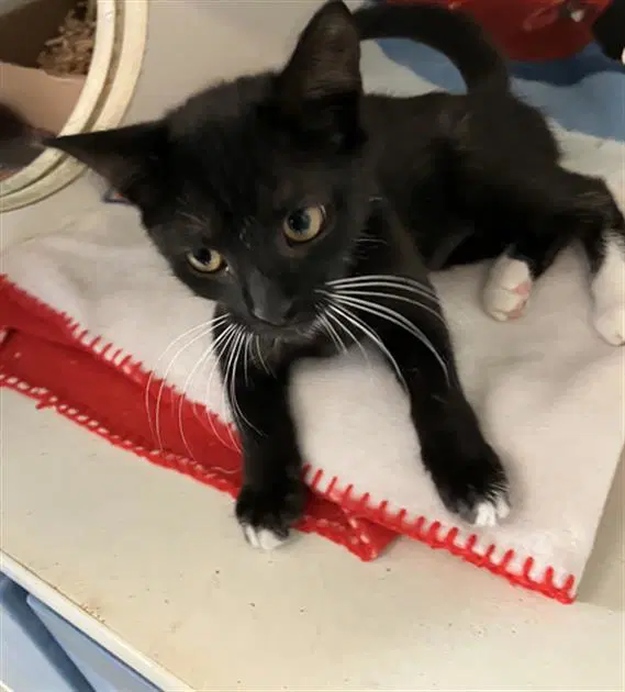Frida - Domestic Short Hair