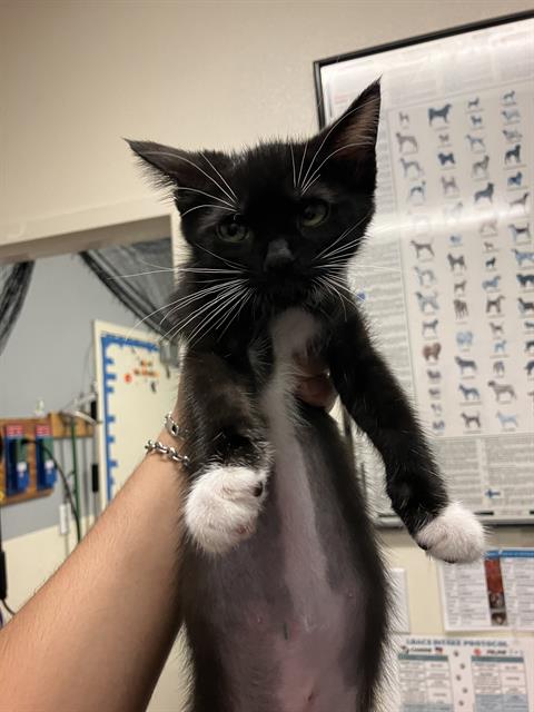 Zorah, Domestic Short Hair (medium coat)