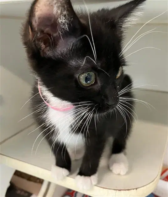 Zorah - Domestic Short Hair