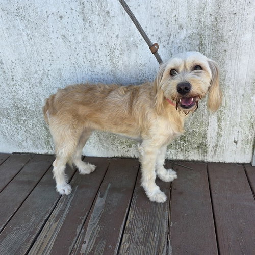 Teena, Terrier / Mixed (medium coat)