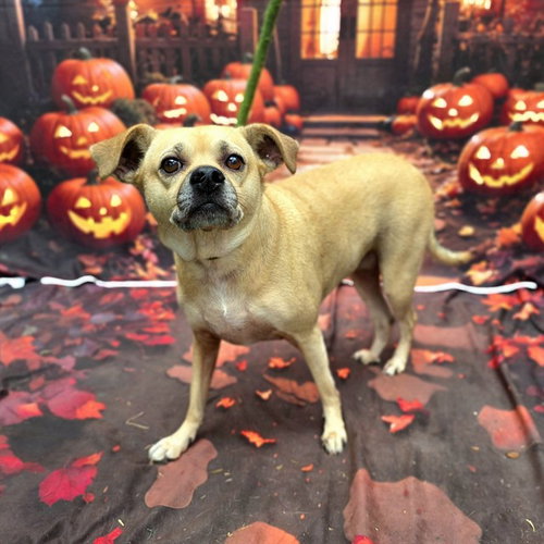 AZULA, a dog for adoption from Long Beach Animal Care Services
