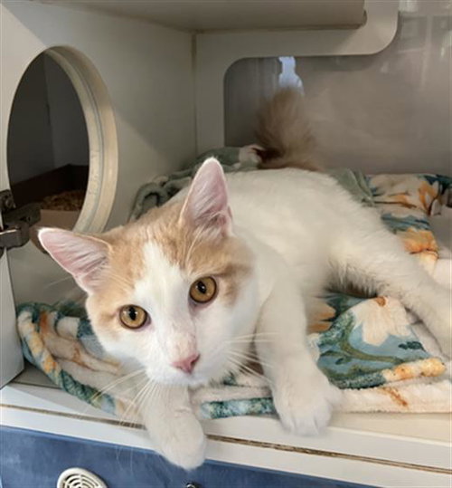 *MOMO, a cat for adoption from Long Beach Animal Care Services