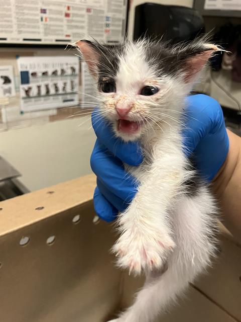 *BIG SIR, a cat for adoption from Long Beach Animal Care Services