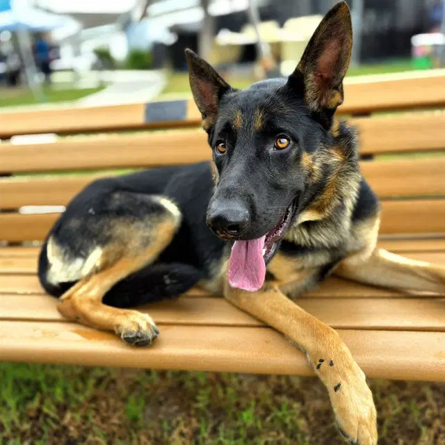 Mario - German Shepherd Dog