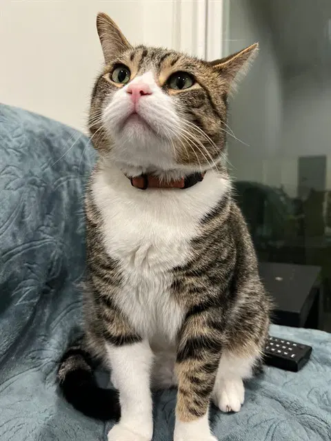 Romeo - Domestic Short Hair