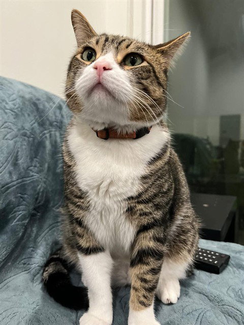 Romeo, Domestic Short Hair (medium coat)